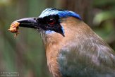 NAV01201625 Amazonemotmot / Momotus momota