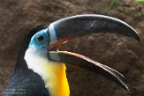 NAV01201629 groefsnaveltoekan / Ramphastos vitellinus