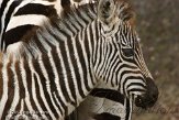 NBB01131912 Grantzebra / Equus quagga boehmi