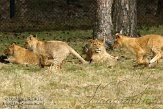 NBB01131976 Afrikaanse leeuw / Panthera leo