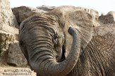 NBB01131997 Zuid-Afrikaanse olifant / Loxodonta africana africana