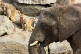 NBB01132001 Zuid-Afrikaanse olifant / Loxodonta africana africana mantelbaviaan / Papio hamadryas