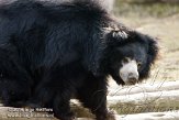 NBB01132018 Indische lippenbeer / Melursus ursinus ursinus