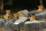 NBB01132022 Afrikaanse leeuw / Panthera leo