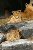 NBB01132030 Afrikaanse leeuw / Panthera leo