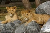 NBB01132033 Afrikaanse leeuw / Panthera leo