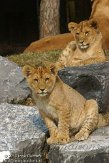 NBB01132044 Afrikaanse leeuw / Panthera leo