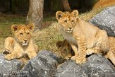 NBB01132055 Afrikaanse leeuw / Panthera leo