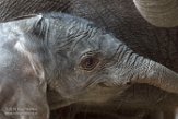 NBB01161539 Afrikaanse olifant / Loxodonta africana
