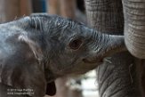 NBB01161543 Afrikaanse olifant / Loxodonta africana