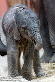 NBB01161569 Afrikaanse olifant / Loxodonta africana
