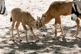 NBB01161595 gemsbok / Oryx gazella