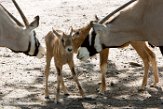 NBB01161598 gemsbok / Oryx gazella