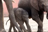 NBB02162055 Afrikaanse olifant / Loxodonta africana