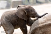 NBB02162074 Afrikaanse olifant / Loxodonta africana