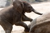NBB02162075 Afrikaanse olifant / Loxodonta africana