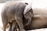 NBB02162079 Afrikaanse olifant / Loxodonta africana