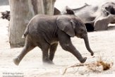 NBB02162082 Afrikaanse olifant / Loxodonta africana