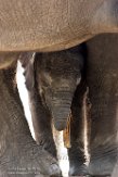 NBB02162089 Afrikaanse olifant / Loxodonta africana