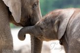 NBB02162094 Afrikaanse olifant / Loxodonta africana