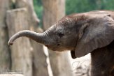 NBB02162100 Afrikaanse olifant / Loxodonta africana