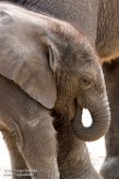 NBB02162107 Afrikaanse olifant / Loxodonta africana