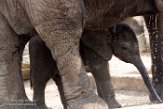 NBB02162113 Afrikaanse olifant / Loxodonta africana