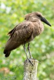 NBB01174797 hamerkop / Scopus umbretta