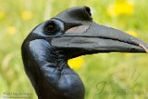 NBB01174812 noordelijke hoornraaf / Bucorvus abyssinicus