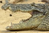 NBB01174880 nijlkrokodil / Crocodylus niloticus