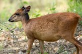 NBB01174942 rode duiker / Cephalophus natalensis