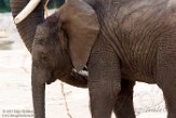 NBB01174970 Afrikaanse olifant / Loxodonta africana