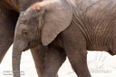 NBB01174973 Afrikaanse olifant / Loxodonta africana