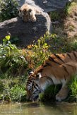 NBB01194489 Siberische tijger / Panthera tigris altaica