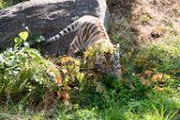 NBB01194497 Siberische tijger / Panthera tigris altaica