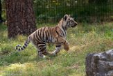 NBB01194558 Siberische tijger / Panthera tigris altaica