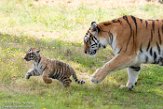 NBB01194572 Siberische tijger / Panthera tigris altaica