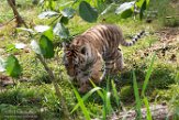 NBB01194603 Siberische tijger / Panthera tigris altaica