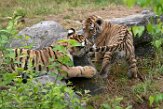 NBB01194653 Siberische tijger / Panthera tigris altaica