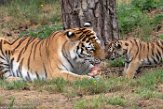 NBB01194665 Siberische tijger / Panthera tigris altaica