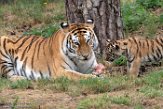 NBB01194666 Siberische tijger / Panthera tigris altaica