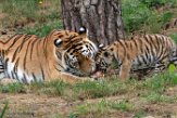 NBB01194668 Siberische tijger / Panthera tigris altaica