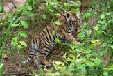 NBB01194702 Siberische tijger / Panthera tigris altaica