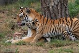 NBB01194711 Siberische tijger / Panthera tigris altaica