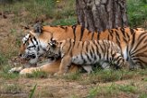NBB01194712 Siberische tijger / Panthera tigris altaica