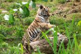 NBB01194724 Siberische tijger / Panthera tigris altaica