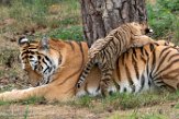 NBB01194741 Siberische tijger / Panthera tigris altaica
