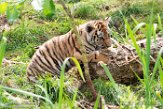 NBB01194753 Siberische tijger / Panthera tigris altaica