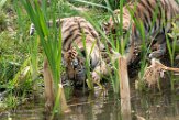 NBB01194762 Siberische tijger / Panthera tigris altaica