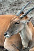 NBB01206375 elandantilope / Taurotragus oryx